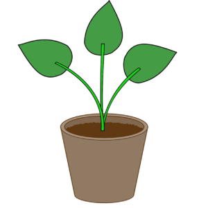 plant, flowerpot, pot-3318474.jpg